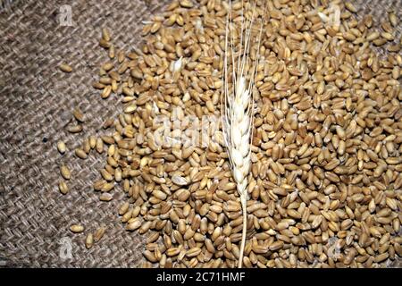 Pile of organic whole grain wheat. Fresh harvested wheat grain on wooden background. Wheat grains and wheat flour in wooden textured background. Stock Photo