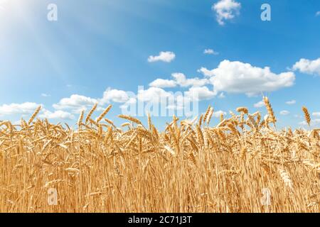 Scenic landscape of ripegolden organic wheat stalk field against blue sky on bright sunny summer day. Cereal crop harvest growth background Stock Photo