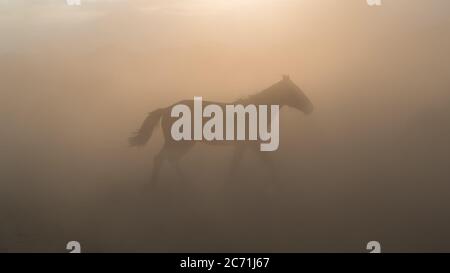 Horse running and kicking up dust, Kayseri, Turkey Stock Photo