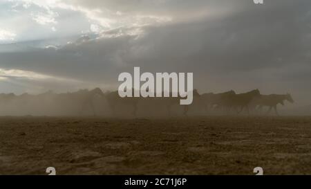 Kayseri, Turkey, August 2017: Horses running gallop in group in dust Stock Photo