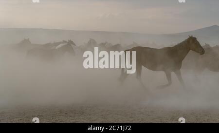 Kayseri, Turkey, August 2017: Horses running gallop in group in dust Stock Photo