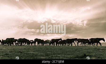 Kayseri, Turkey, August 2017: Horses running gallop in group in dust Stock Photo