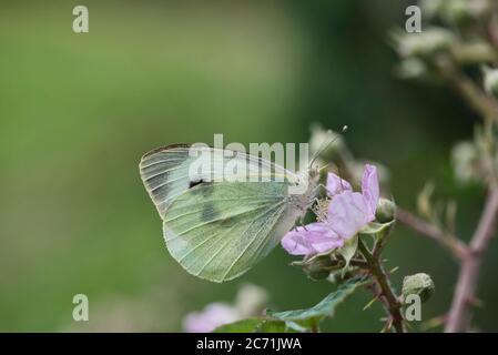 Large white butterfly (Pieris brassicae), sometimes known as the cabbage white as it is a major pest of various types of cultivated brassicas Stock Photo