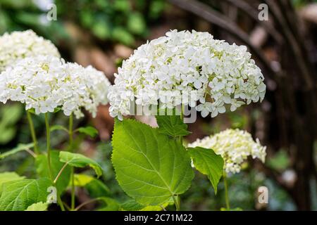 The flowers of a Hydrangea arborescens 'Annabelle' Stock Photo