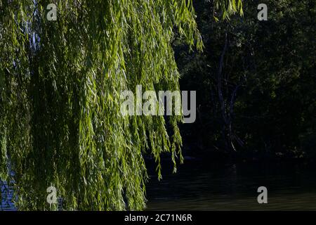 Beautiful weeping willow tree foliage with dark copy space to side Stock Photo