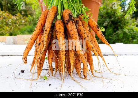 Bunch of home grown carrots grown in a 10 inch pot Stock Photo
