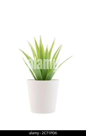Small plant in a pot isolated on white with clipping path Stock Photo