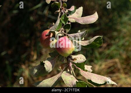 Apples ripen on tree branches in Summer Stock Photo