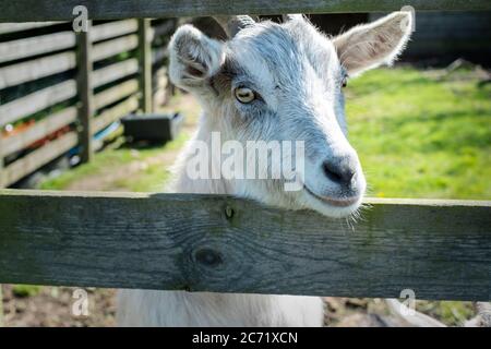 Goat peering over fence Stock Photo