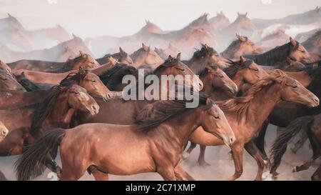 Kayseri, Turkey - August 2017: Horses running and kicking up dust. Yilki horses in Kayseri Turkey are wild horses with no owners Stock Photo