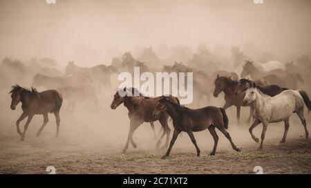 Kayseri, Turkey - August 2017: Horses running and kicking up dust. Yilki horses in Kayseri Turkey are wild horses with no owners Stock Photo