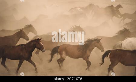 Kayseri, Turkey - August 2017: Horses running and kicking up dust. Yilki horses in Kayseri Turkey are wild horses with no owners Stock Photo