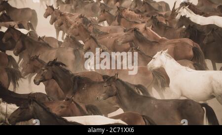 Kayseri, Turkey - August 2017: Horses running and kicking up dust. Yilki horses in Kayseri Turkey are wild horses with no owners Stock Photo