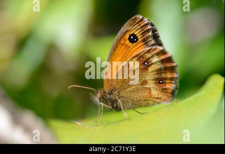 Gatekeeper butterfly (Pyronia tithonus) underwing Stock Photo
