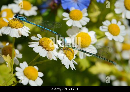 Azure Damselfly (Coenagrion puella) pair resting on daisies. July, Kent UK Stock Photo