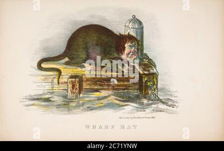 Wharf Rat, from The Comic Natural History of the Human Race