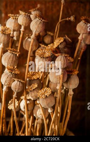 popy seed heads Stock Photo