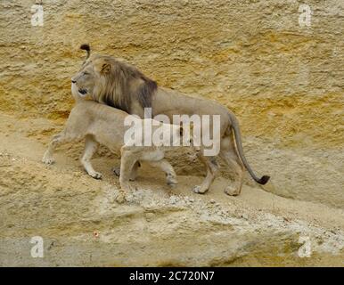 Lion and Lioness Stock Photo