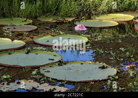 Guyana, Demerara-Mahaica Region, Georgetown, The Giant Water Lily or Queen Victoria's Water Lily, Victoria amazonica, is the world's largest water lily, with lily pads up to 3 meters or 9.8 feet in diameter.  The spectacular flower lasts only about 48 hours.  It blooms at night and is white when it first blooms.  The second night, it has turned purple.  After the second night, it sinks to the bottom having finished its fertilization. Stock Photo