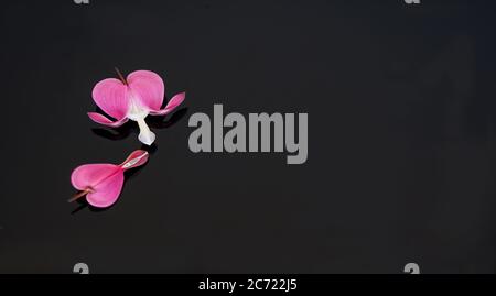 Bleeding heart flower still life with copy space on a shiny black background.  Lower petal is intentionally soft focus for artistic effect. Stock Photo