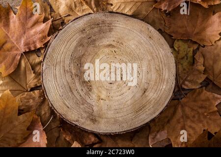 Autumn leaves and tree trunk on wooden background Stock Photo