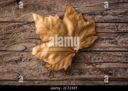 Autumn leaf on wooden background Stock Photo