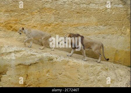 Lion and Lioness Stock Photo