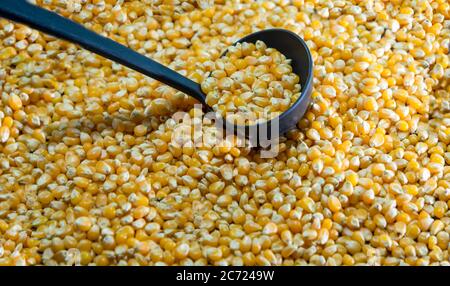 Popcorn kernels. Popcorn is a little different from the usual, as it pops if heated in a popcorn maker or other utensil. It has different requirements Stock Photo