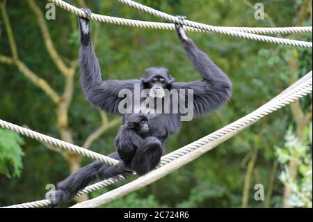 Adult and baby spider monkeys Stock Photo