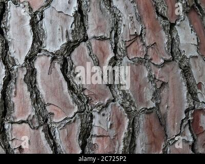 large tree bark, background texture, close up Stock Photo