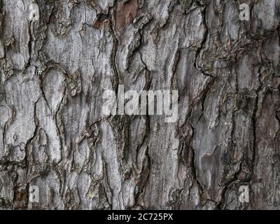 large tree bark, background texture, close up Stock Photo