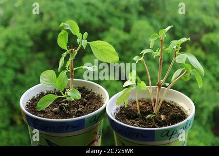 Pair of Potted Thai Sweet Basil Young Plants Growing by the