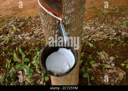 Natural Rubber Sap or Latex being Extracted by Tapping the Rubber Plant Stock Photo