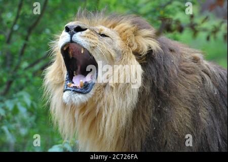 Elderly lion Stock Photo