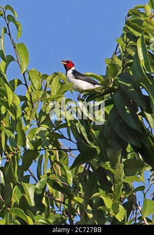 Red-capped Cardinal (Paroaria gularis gularis) adult feeding in tree top  Inirida; Colombia            November Stock Photo