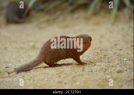 Dwarf mongoose Stock Photo