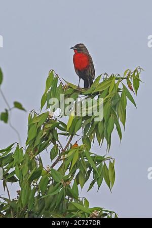 Red-breasted Blackbird (Sturnella militaris) immature male perched on tree top  Nueva Dolima, Colombia              November Stock Photo