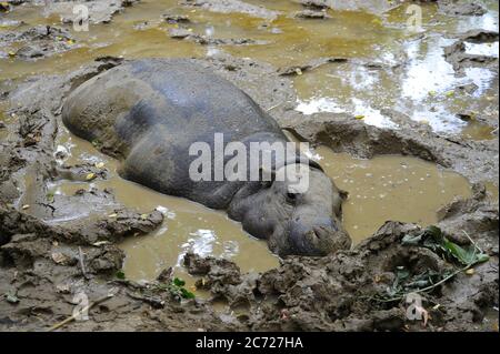 Pygmy hippo Stock Photo