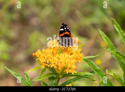 Red Admiral Butterfly sitting on an orange flower with a green background Stock Photo