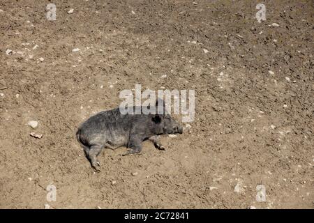 Cute black wild pigs lying in the swamp. Photo of wild nature. Stock Photo