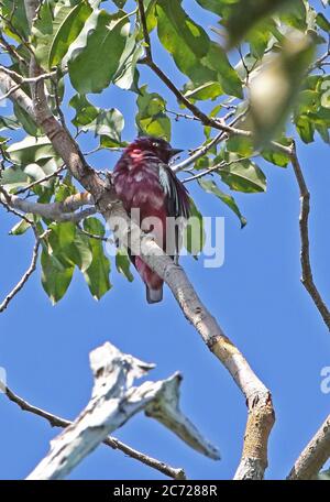Pompadour Cotinga (Xipholena punicea) adult male perched on branch  Cano Carbon, Inirida, Columbia         November Stock Photo