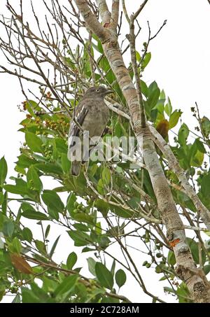 Pompadour Cotinga (Xipholena punicea) adult female perched on twig  Cano Carbon, Inirida, Columbia         November Stock Photo