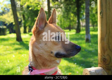 Pretty female Malinois puppy in a garden in the sun. Dog with short hair and light brown. Stock Photo