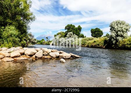 Platinum colored Golden Retriever dog playing in the Arkansas River, Salida, Colorado, USA Stock Photo