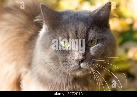 Beautiful angry disgruntled gray british cat in nature, portrait outdoors on the background of fallen leaves Stock Photo