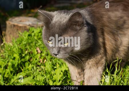 Beautiful gray british cat in nature, portrait outdoors on the background of fallen leaves Stock Photo