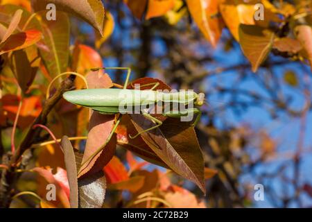 Praying mantis on a background of autumn red and yellow leaves on a tree, background Stock Photo