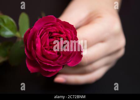 Beautiful red rose in a female hand on a black background Stock Photo