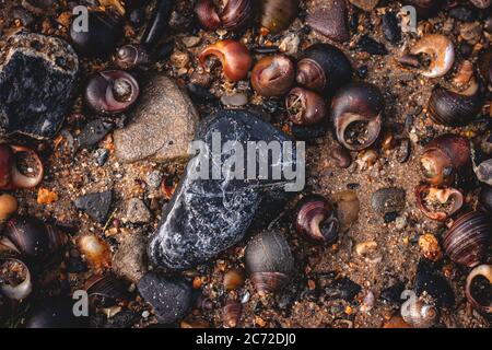Stones and shells on the sand Stock Photo