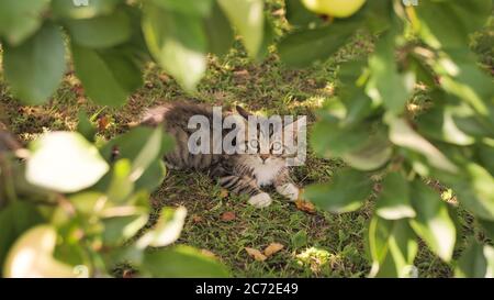 Little fluffy kitten on the background of apple tree branches in the summer garden. Stock Photo